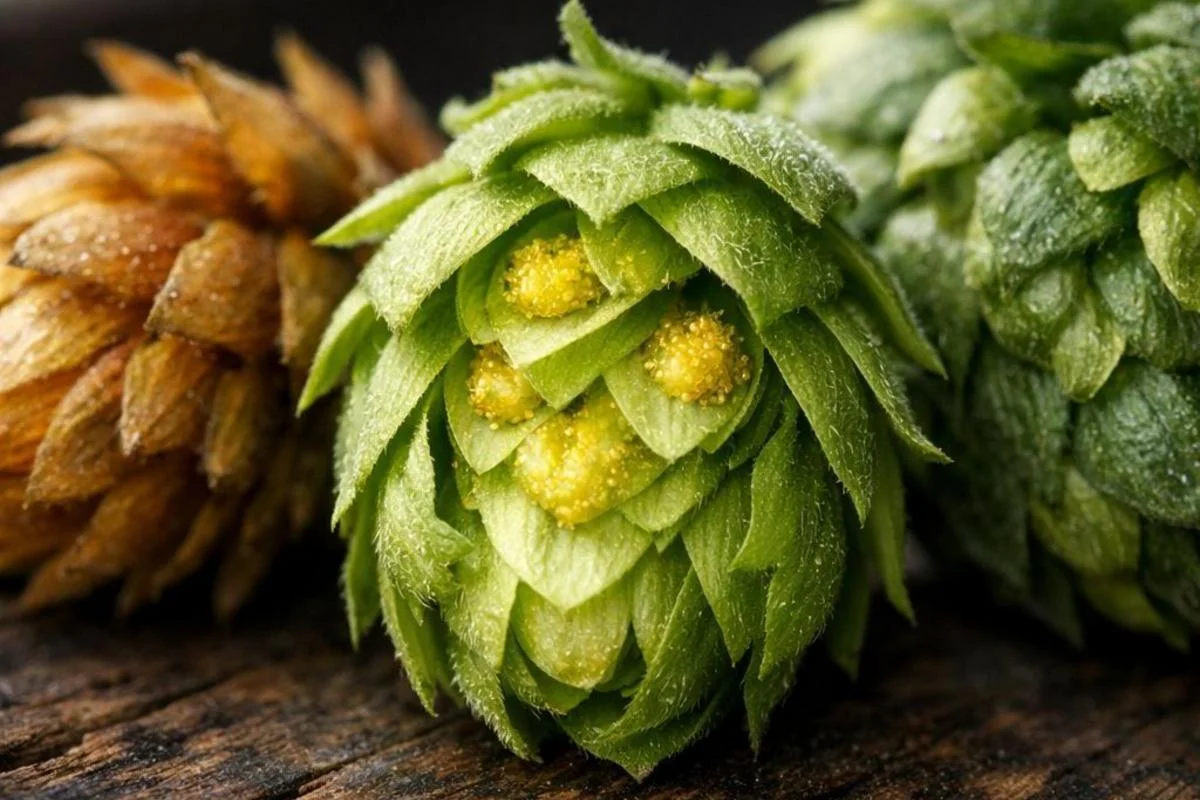 Tipos de lúpulo usados na cerveja: guia prático para amargor e aroma